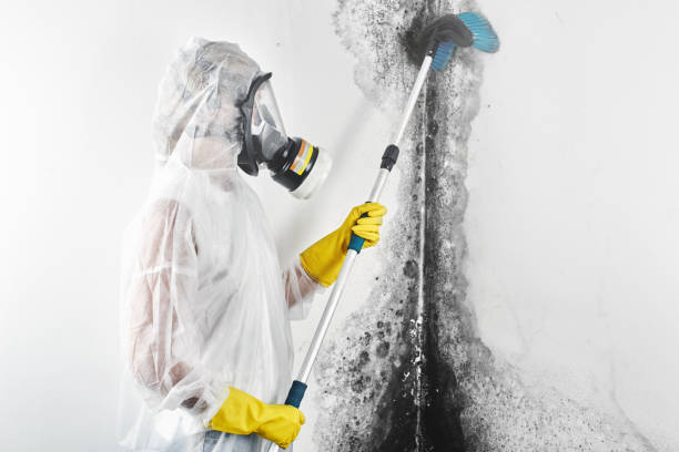 Best Mold-Related Health Consultation  in West Loch Estate, HI