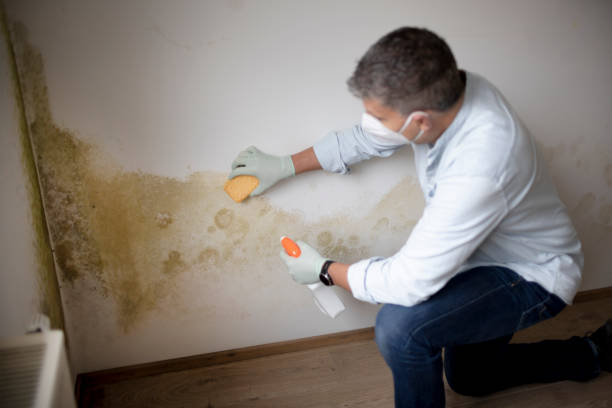 Best Mold Damage Restoration  in West Loch Estate, HI