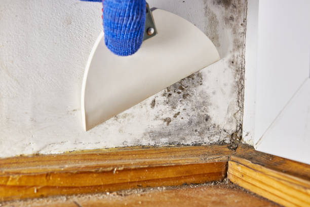 Best Environmental Consulting for Mold Prevention  in West Loch Estate, HI